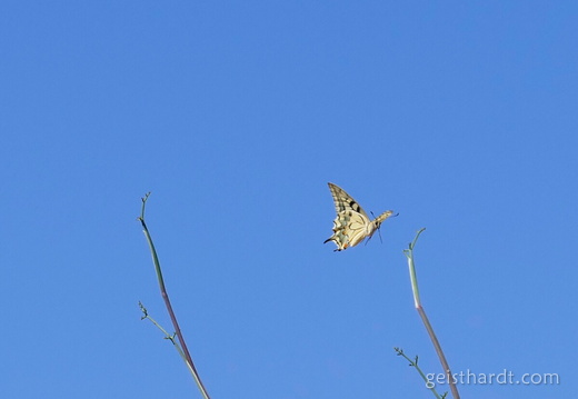 Blue sky and a butterfly